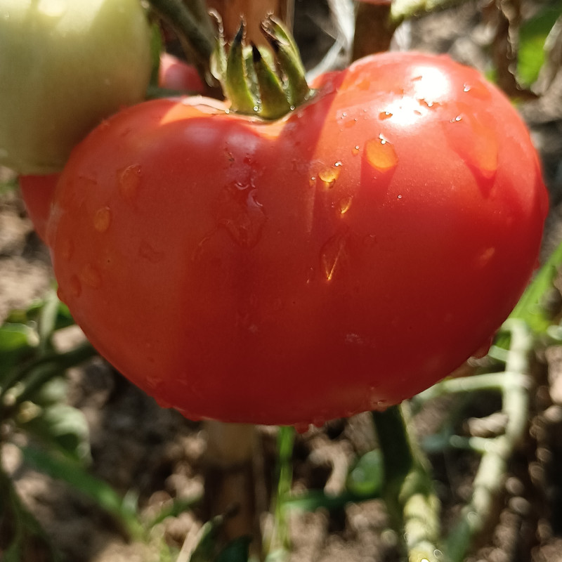 Tomate Phantasia , 10 semillas