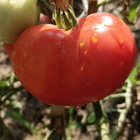 Tomate Phantasia , 10 semillas