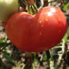 Tomate Phantasia , 10 semillas