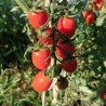 Tomate Datil , 10 semillas