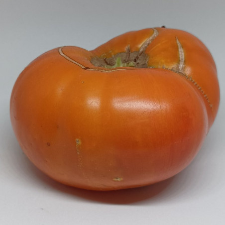 Tomate Gold of Courland , 10 semillas