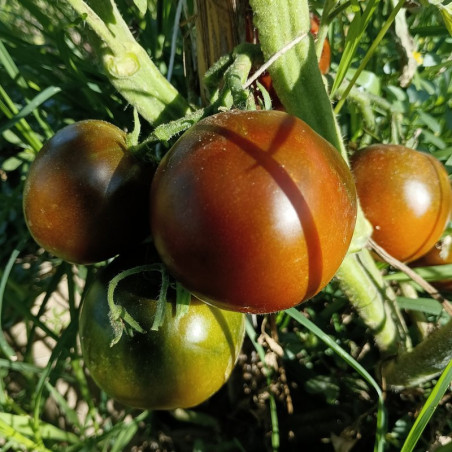 Tomate Nyagou , 10 semillas