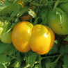 Tomate Australian Yellow Stuffer , 10 semillas