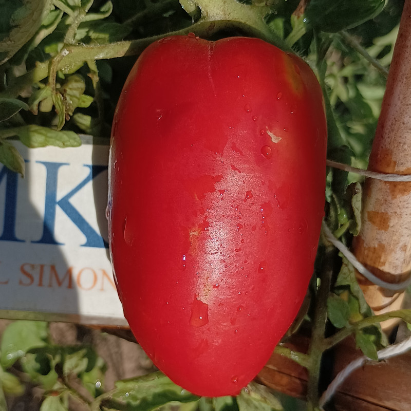 Tomate Alter Kommunist , 10 semillas