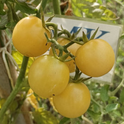 Tomate White Cherry , 10 semillas