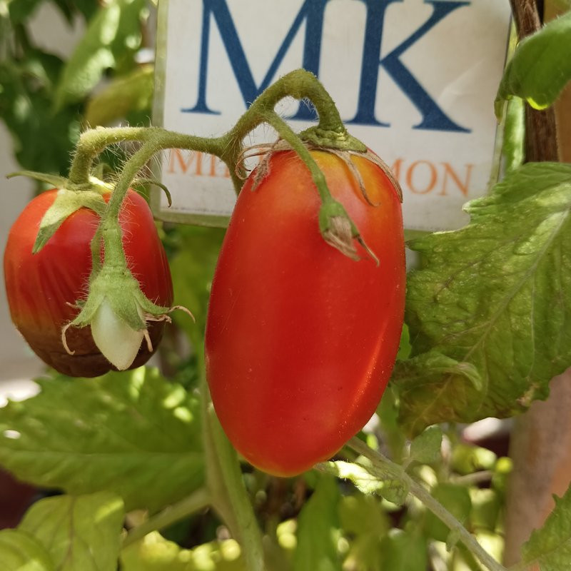 Tomate Wonderful Banane , 10 semillas