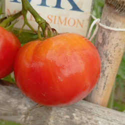 Tomate Kazachka , 10 semillas