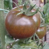 Tomate Slovene Black , 10 semillas