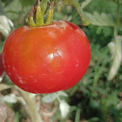 Tomate Polar Explorer , 10 semillas