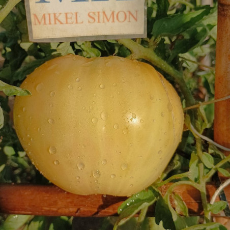 Tomate King of Siberia , 10 semillas