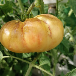 Tomate Great White Purple , 10 semillas