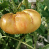 Tomate Great White Purple , 10 semillas