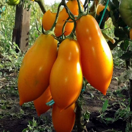 Tomate Zolotaya Ribka , 10 semillas