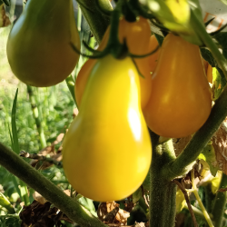 Tomate Yellow Bulb , 10 semillas