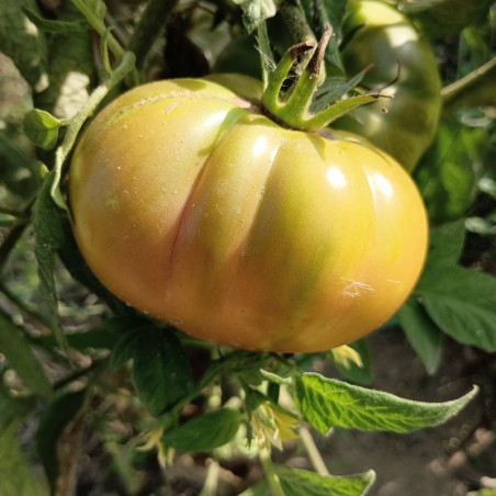 Tomate Ananas , Ananastomate , 10 semillas