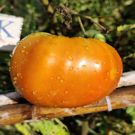 Tomate Coustralle , 10 semillas (86)