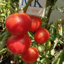 Tomate Bodeglut , 10 semillas