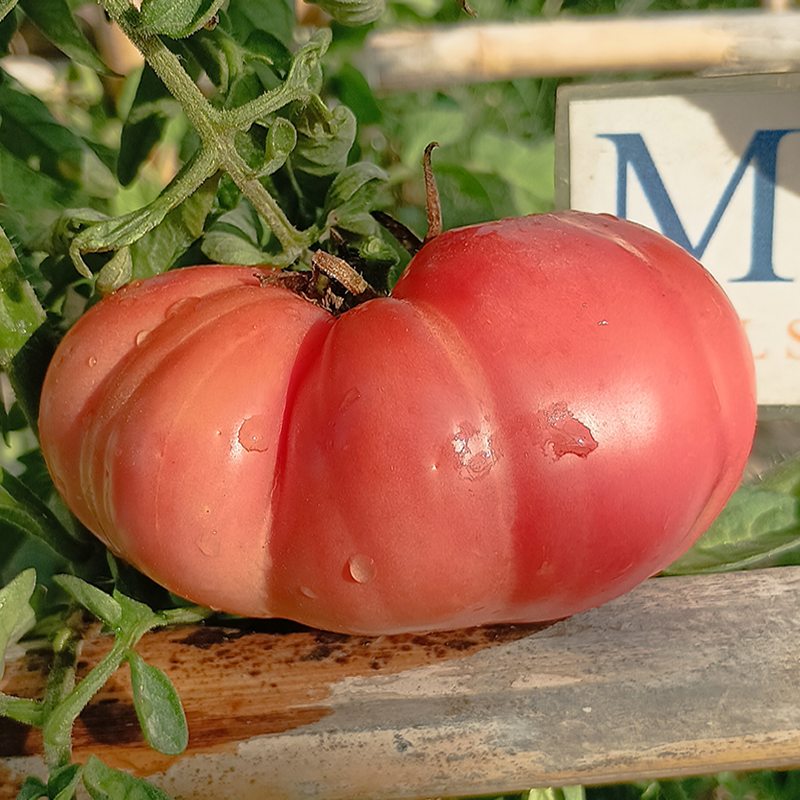 Tomate Rosa , 10 semillas (90)