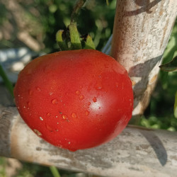 Tomate Amateur , 10 semillas