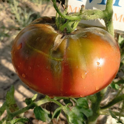 Tomate Lavender Lake , 10 semillas