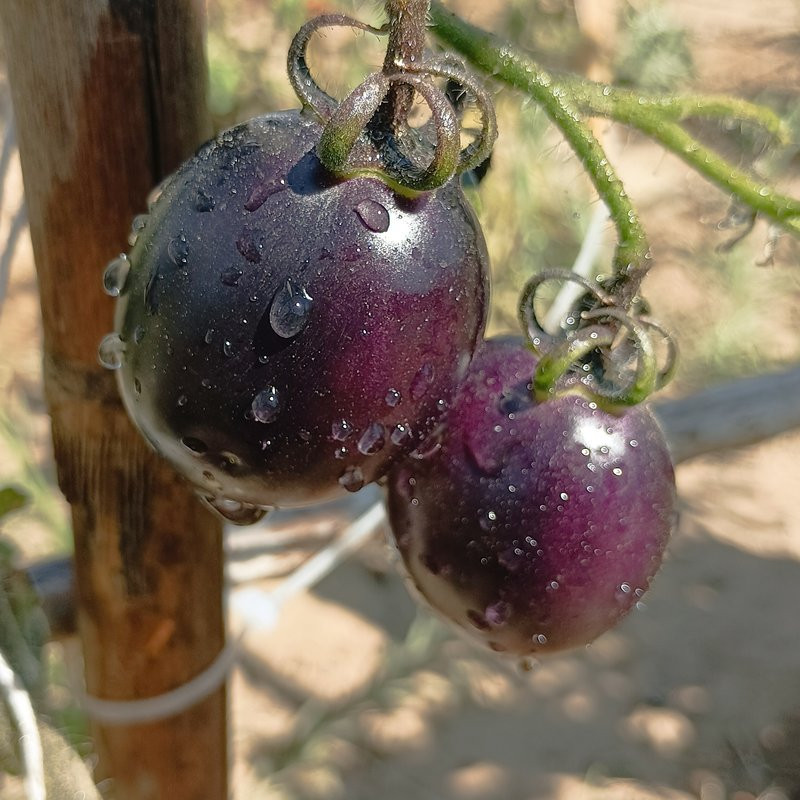 Tomate Blue Manzano , 10 semillas