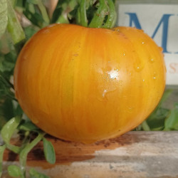 Tomate Big Yellow Zebra