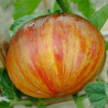 Tomate Bibbis Okanda , 10 semillas (95)