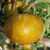 Tomate Cherokee Lime Stripe