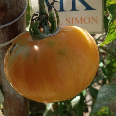 Tomate Beauty Princes , 10 semillas (99)