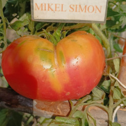 Tomate Northern Light