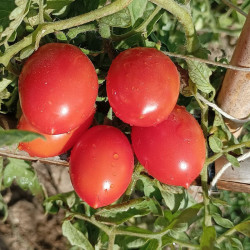 Tomate Príncipe Borghese , 10 semillas