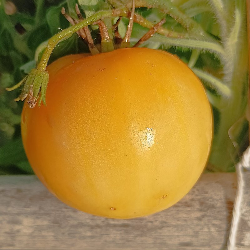 Tomate Dwarf Lemon Ice , 10 semillas (103)