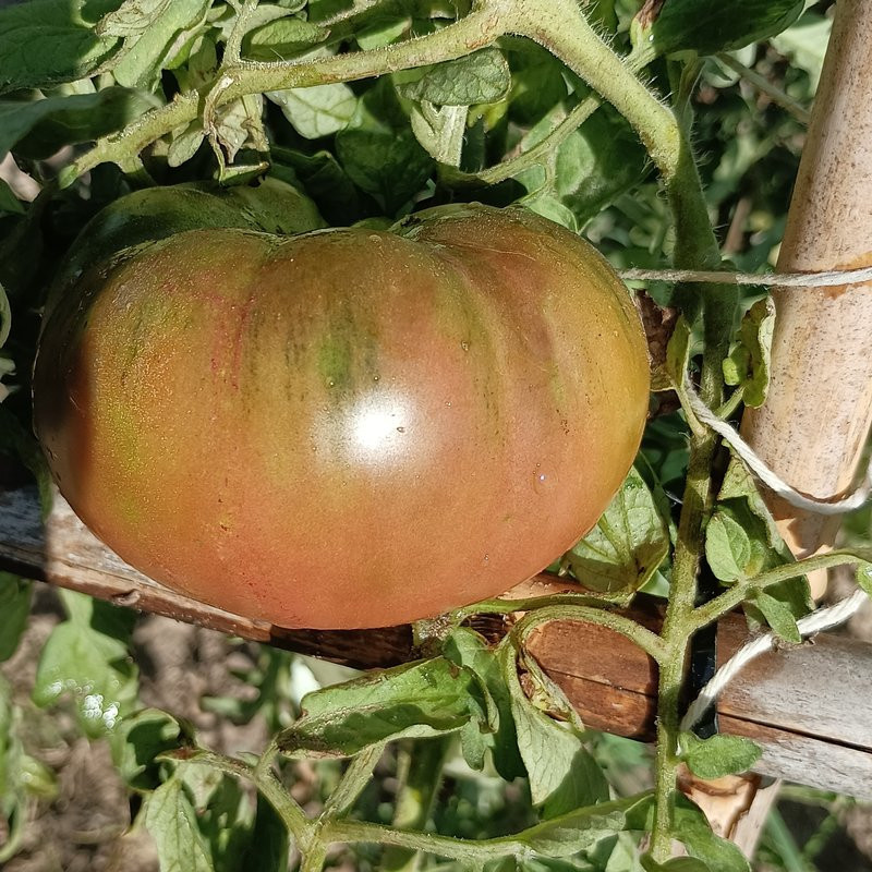 Tomate Dwarf Boronia , 10 semillas (104)