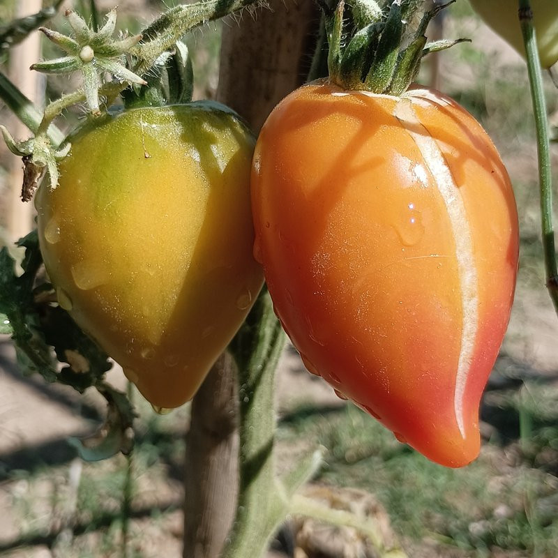 Tomate Marina's Praise , 10 semillas (105)