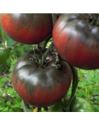 Semillas de tomates oscuros,negros