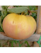 Semillas de tomates blancos