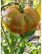 Semillas de tomates rayados