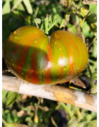 Tomates rayados