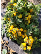 Semillas de tomates pequeños