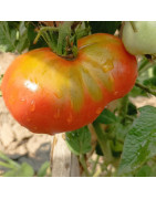 Semillas tomate beefsteak