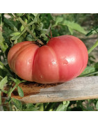 Semillas de tomates rojos